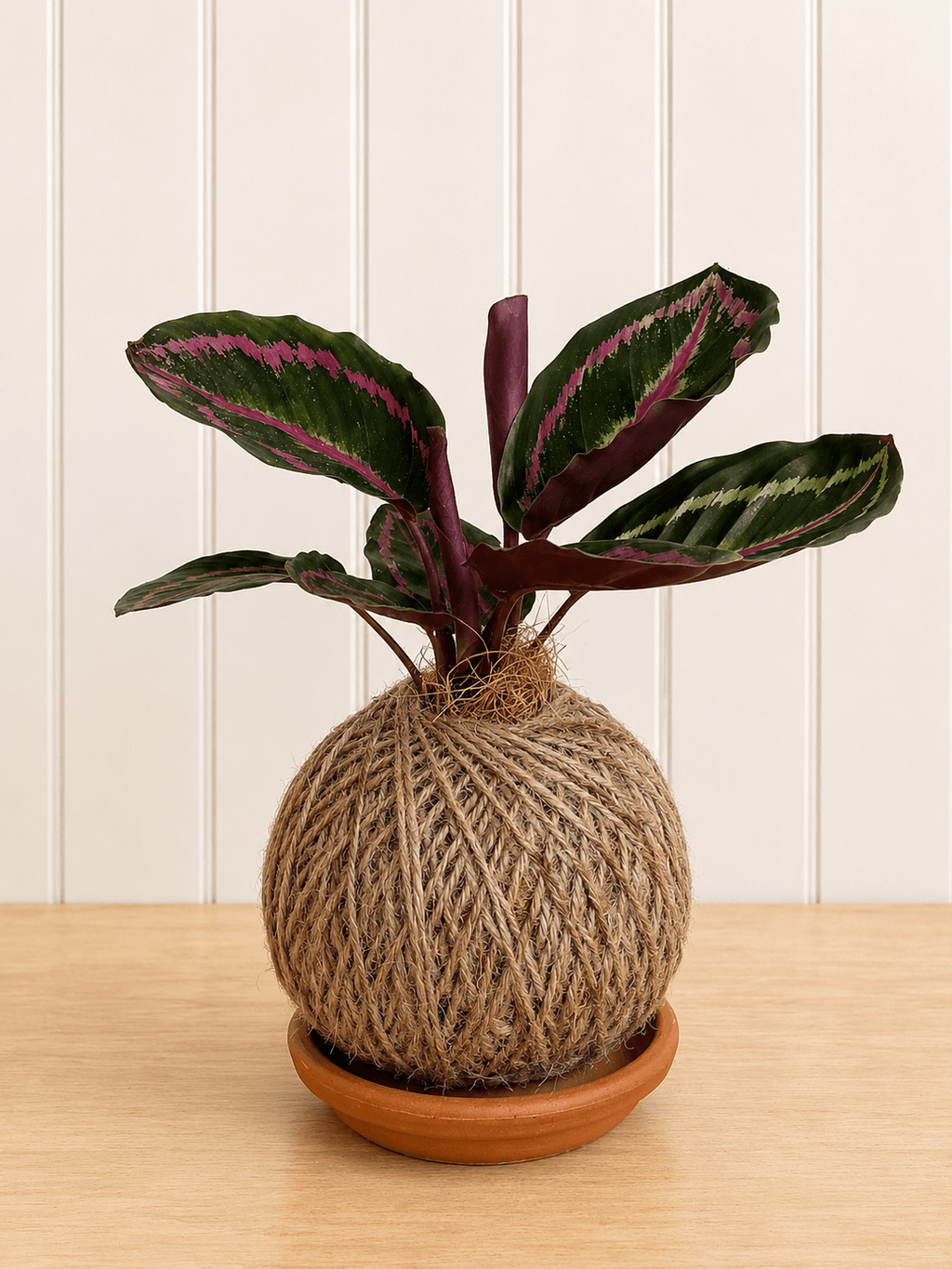 Calathea (Peacock Plant)