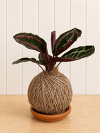 Calathea (Peacock Plant)