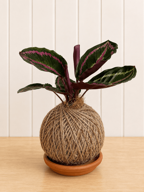 Calathea (Peacock Plant)
