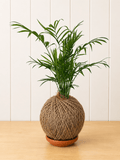 Parlour Palm (Chamaedorea elegans)