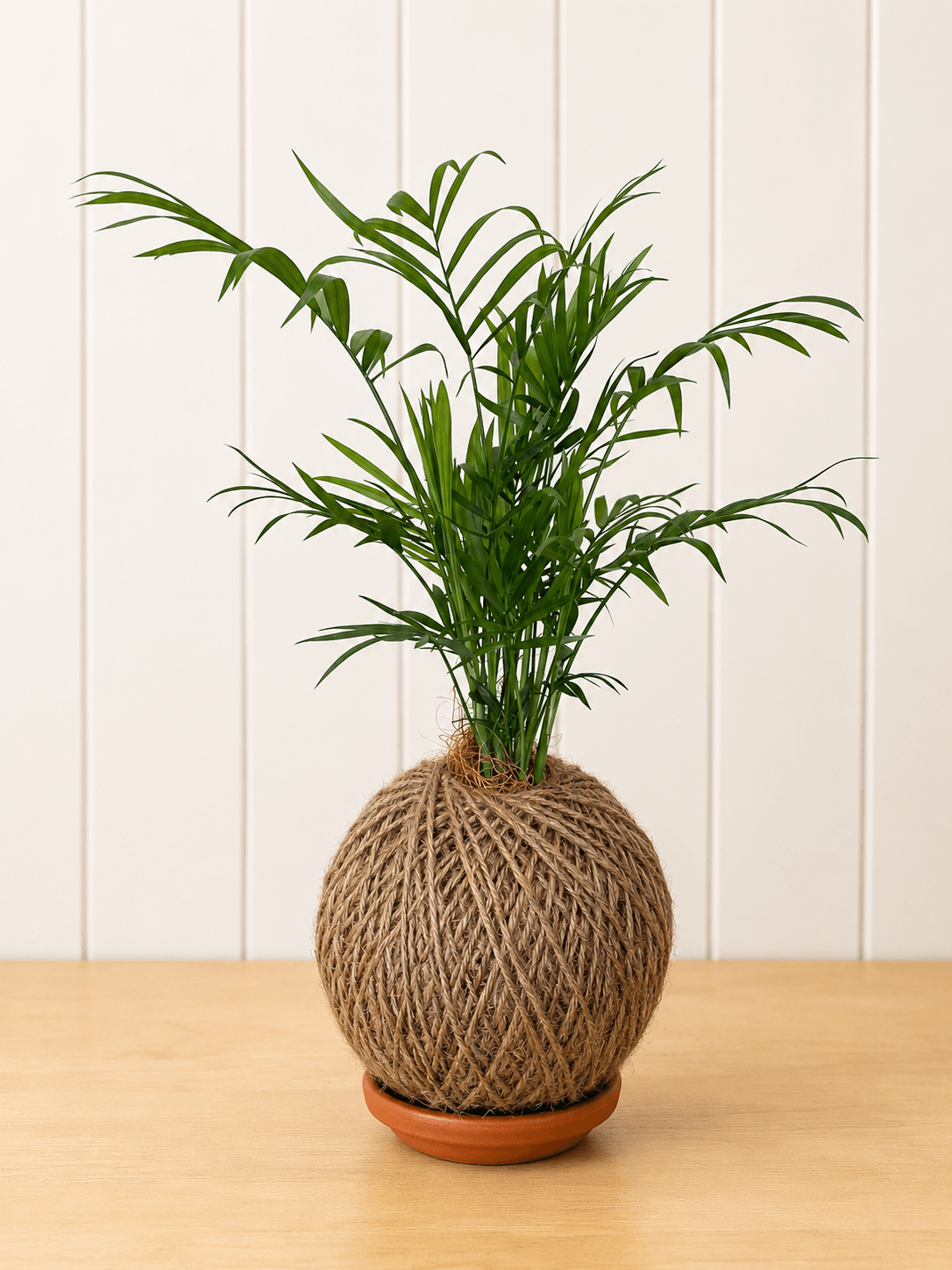 Parlour Palm (Chamaedorea elegans)