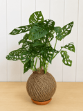 Swiss Cheese (Monstera adansonii)