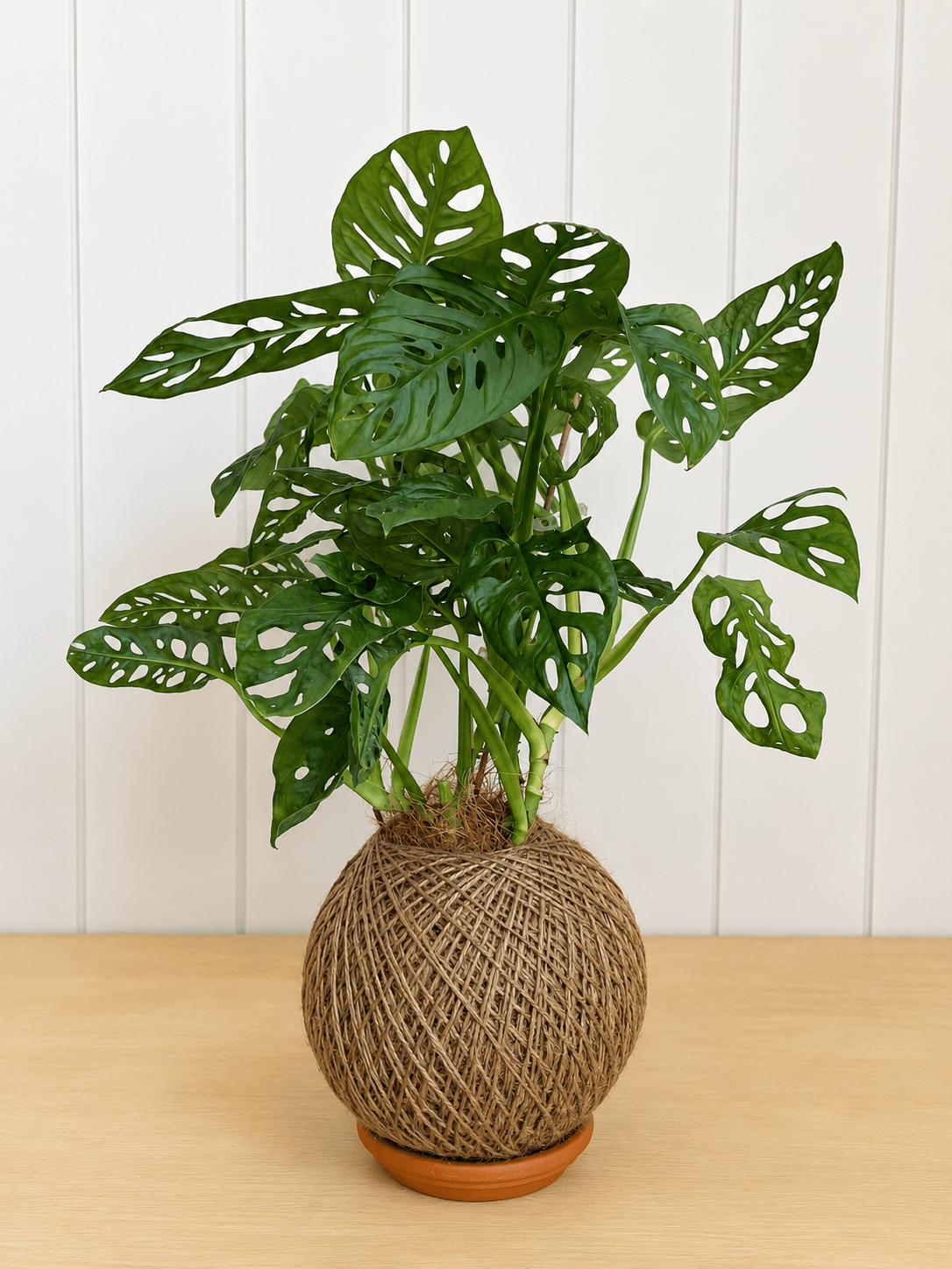 Swiss Cheese (Monstera adansonii)