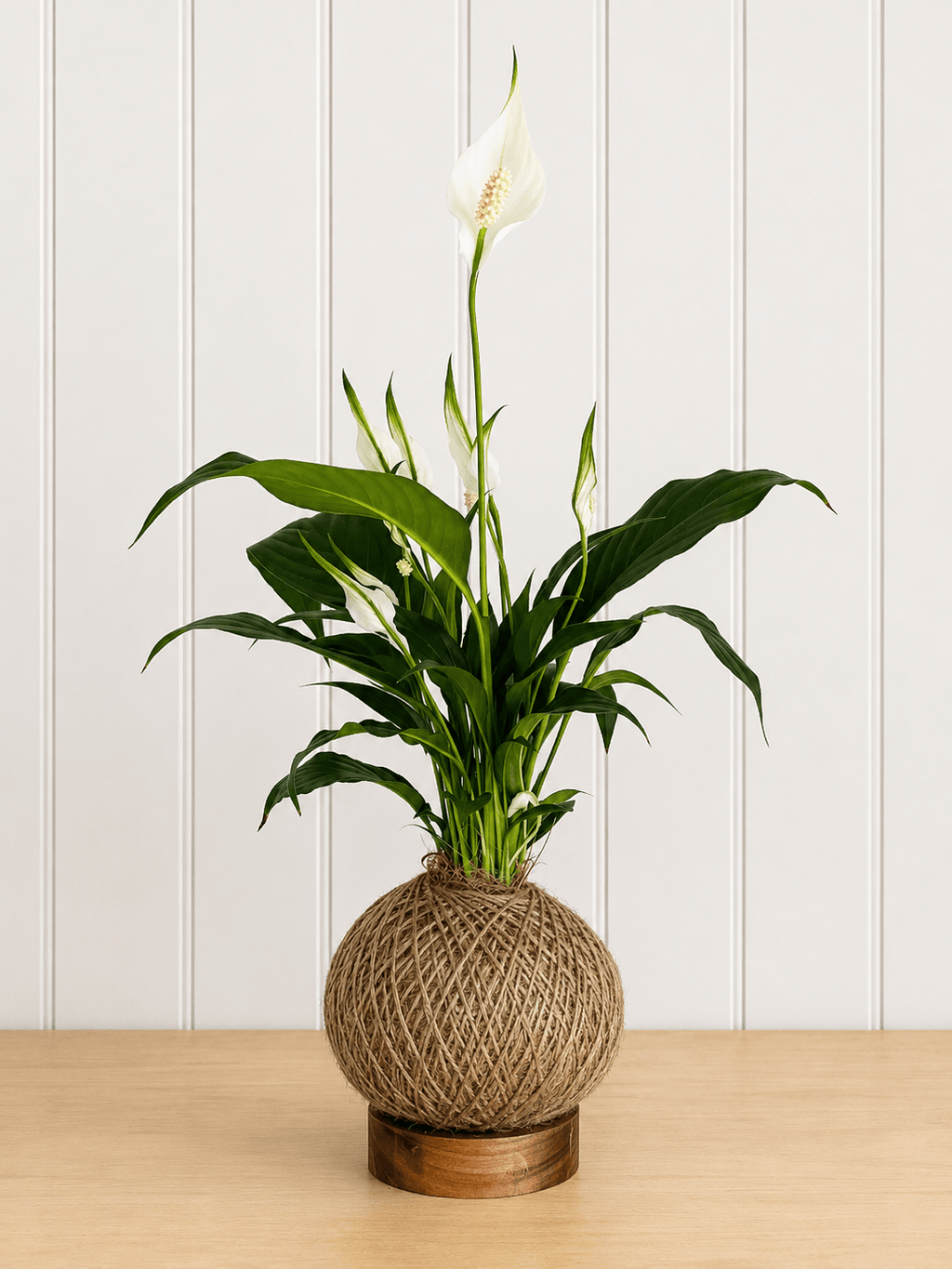Peace Lily (Spathiphyllum)