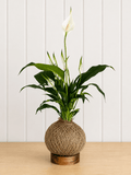 Peace Lily (Spathiphyllum)