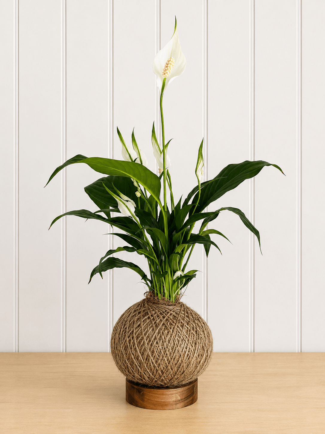 Peace Lily (Spathiphyllum)