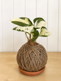 Marble Queen (Epipremnum aureum)
