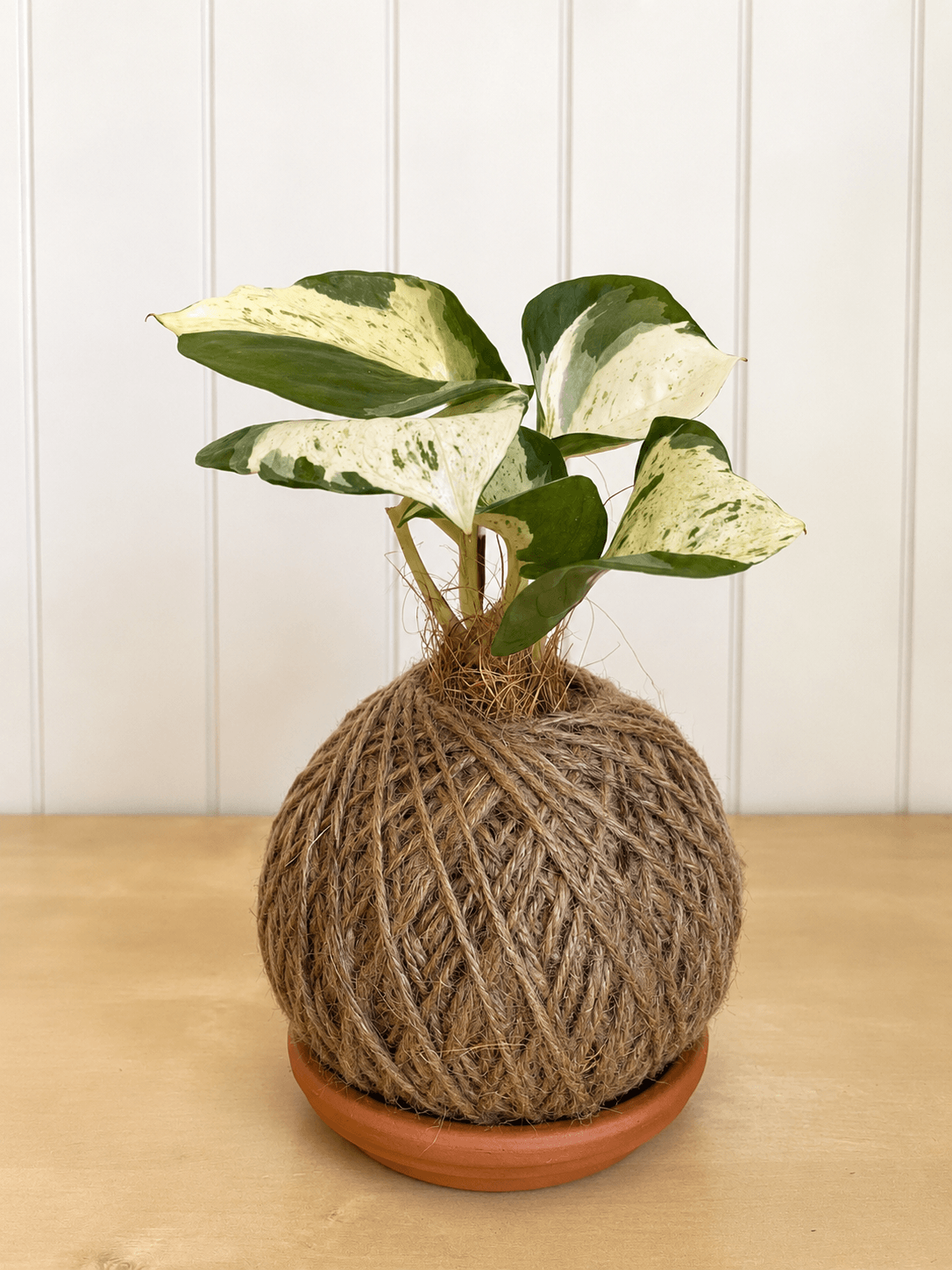 Marble Queen (Epipremnum aureum)