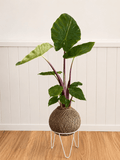 Alocasia "Imperial Red” (Alocasia Garaloimre)