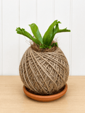 Bird's Nest Fern (Asplenium)