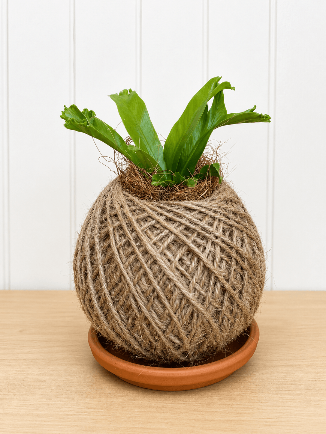 Bird's Nest Fern (Asplenium)