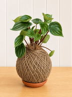 Watermelon Peperomia