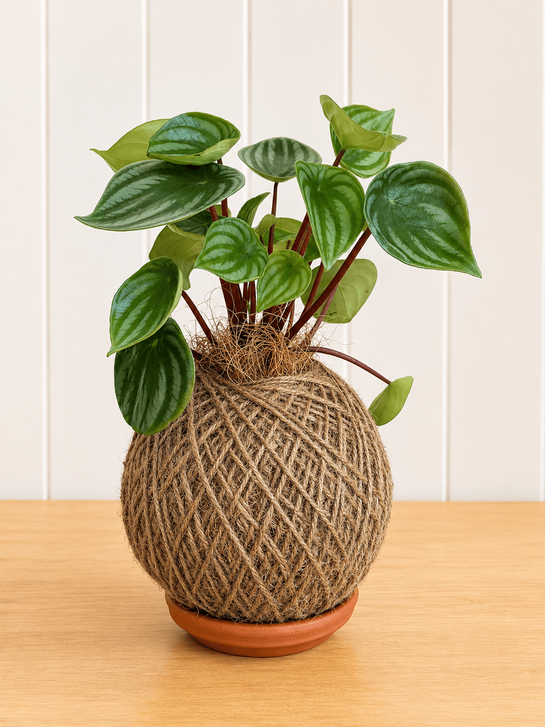 Watermelon Peperomia