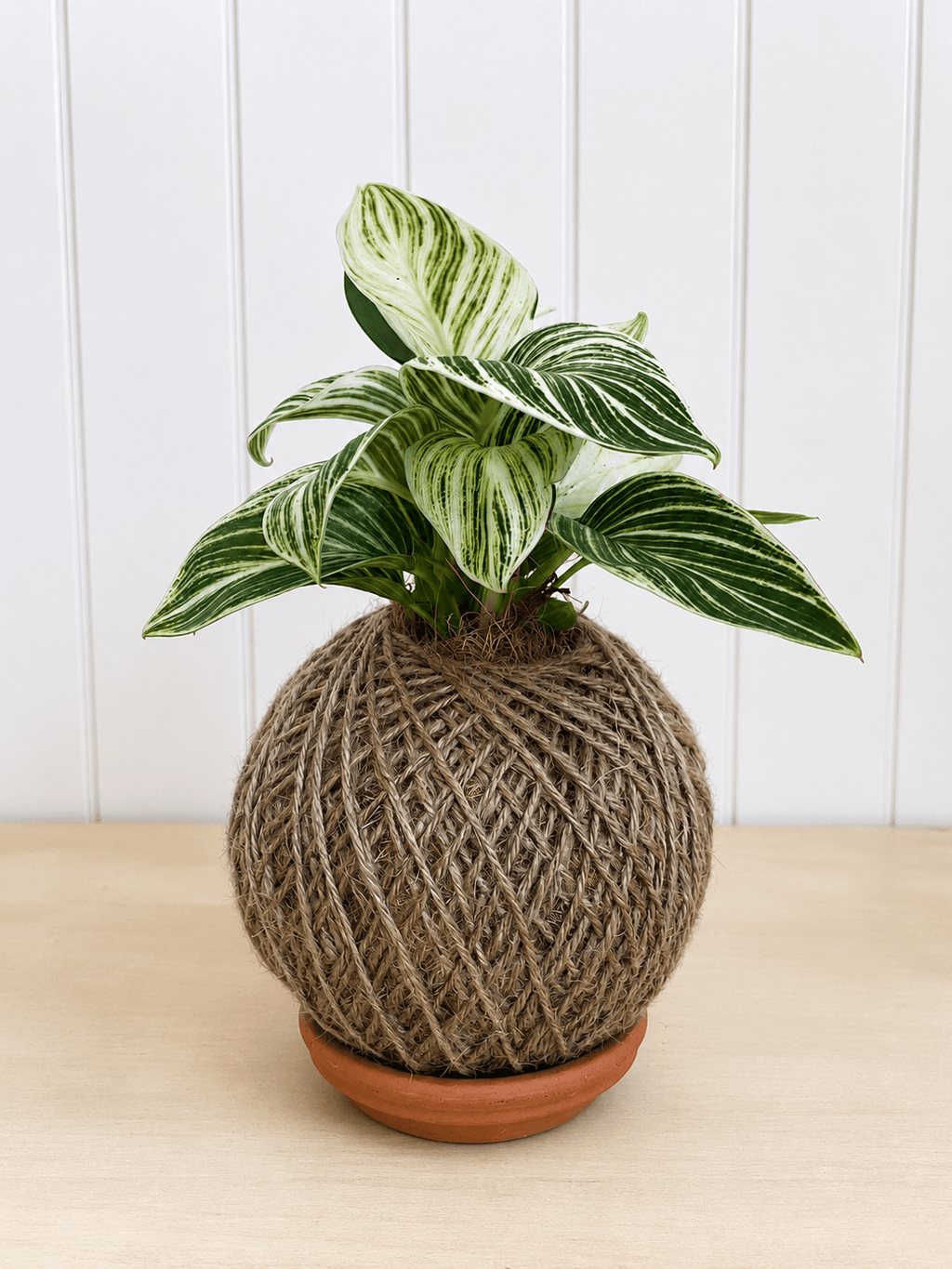 Philodendron Birkin