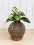 Philodendron Birkin