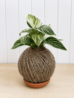 Philodendron Birkin