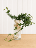 English Ivy with Shark Bay shells