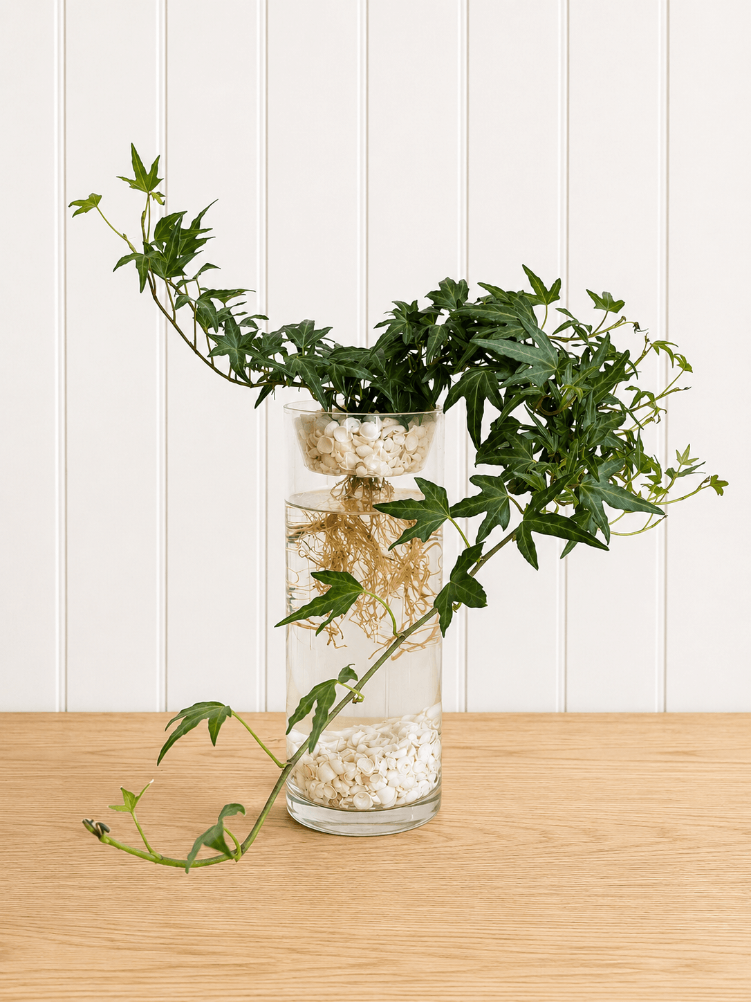 English Ivy with Shark Bay shells