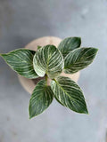 Philodendron Birkin