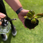 Vintage Plant Mister