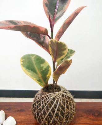 Ficus elastica “Tineke” (Rubber plant)