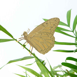 Plant Animal Butterfly, houseplant decoration
