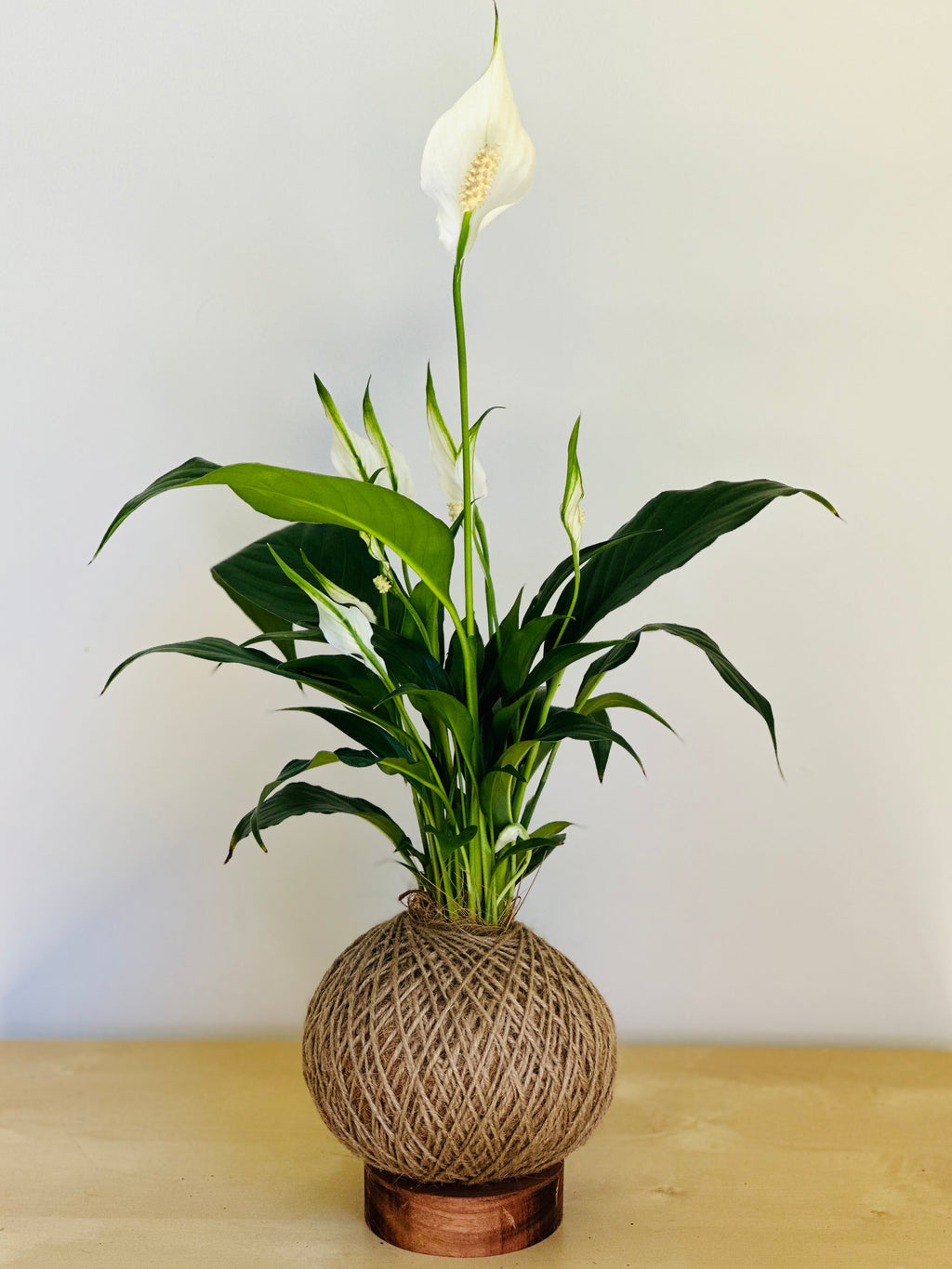 Peace Lily (Spathiphyllum)