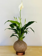 Peace Lily (Spathiphyllum)