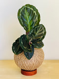Calathea (Peacock Plant)