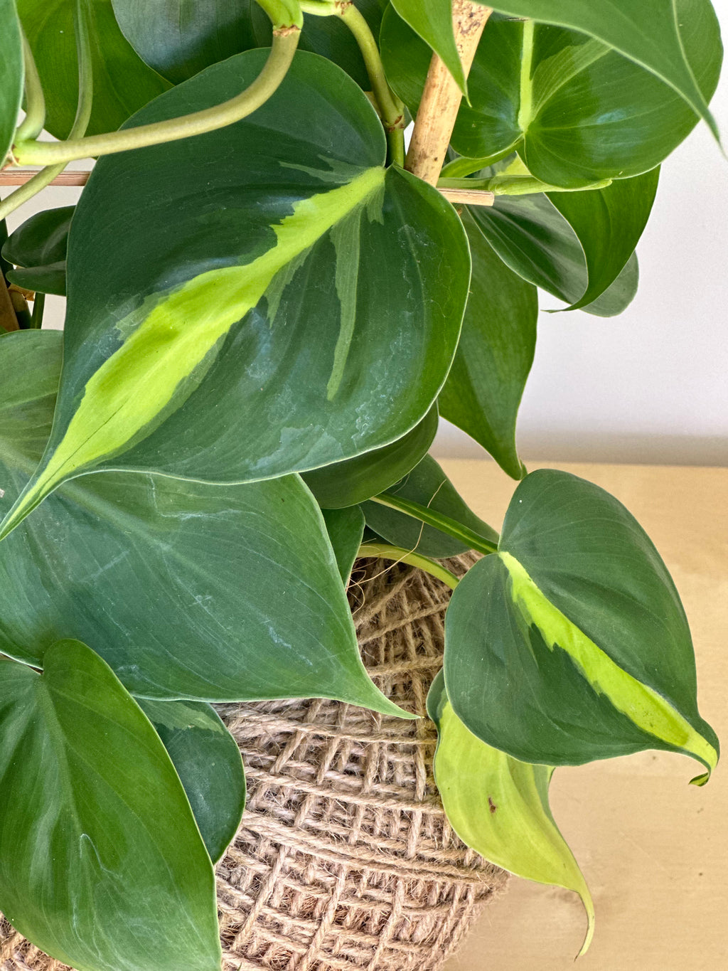 Philodendron Brasil