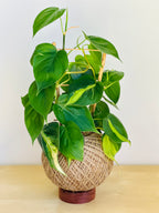 Philodendron Brasil