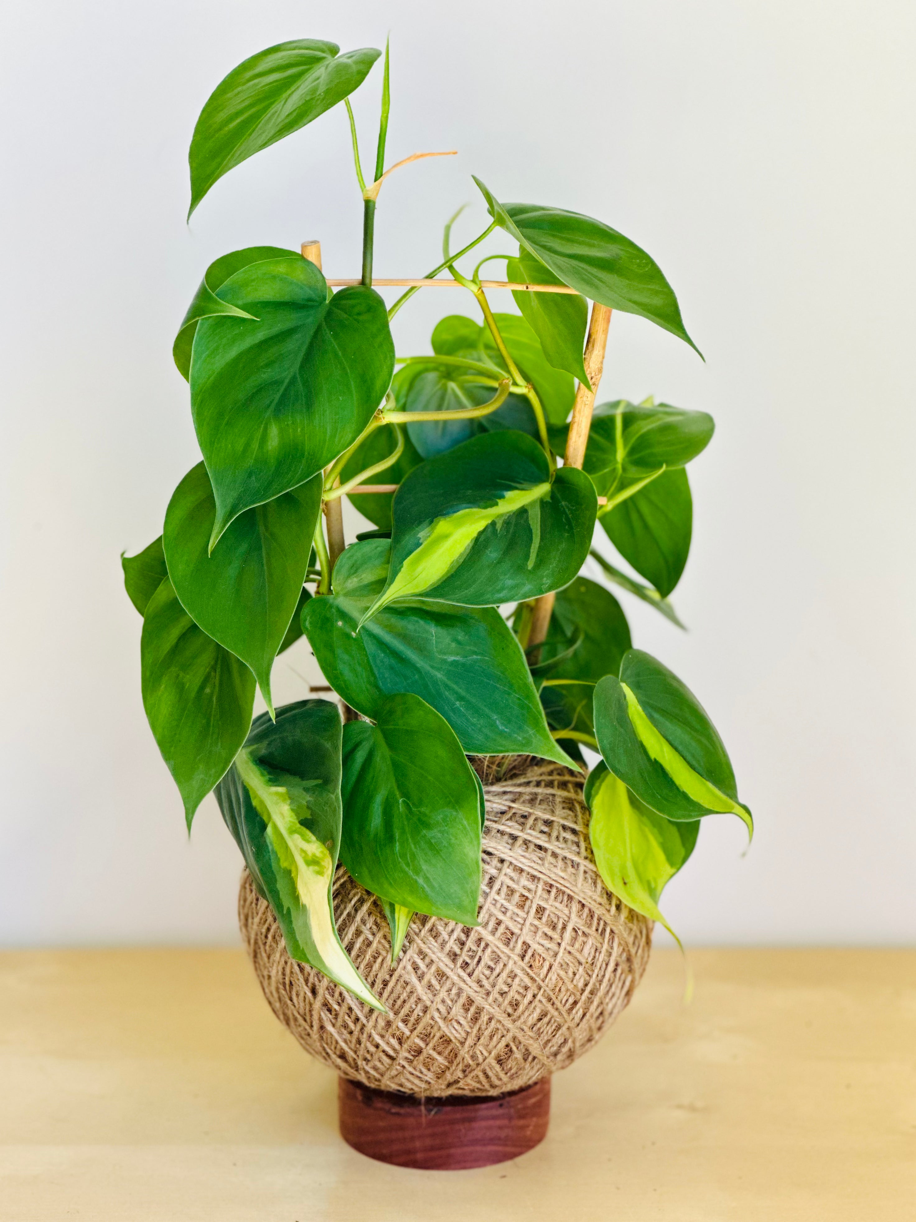 Philodendron Brasil