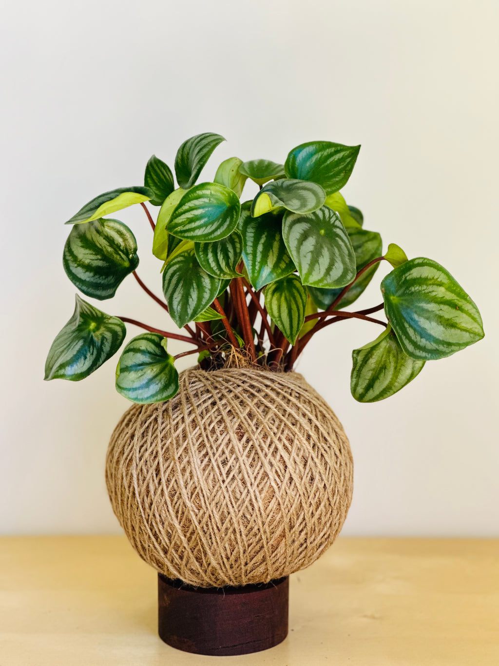 Watermelon Peperomia