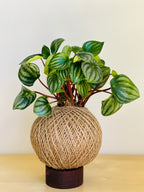 Watermelon Peperomia