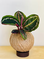 Calathea (Peacock Plant)