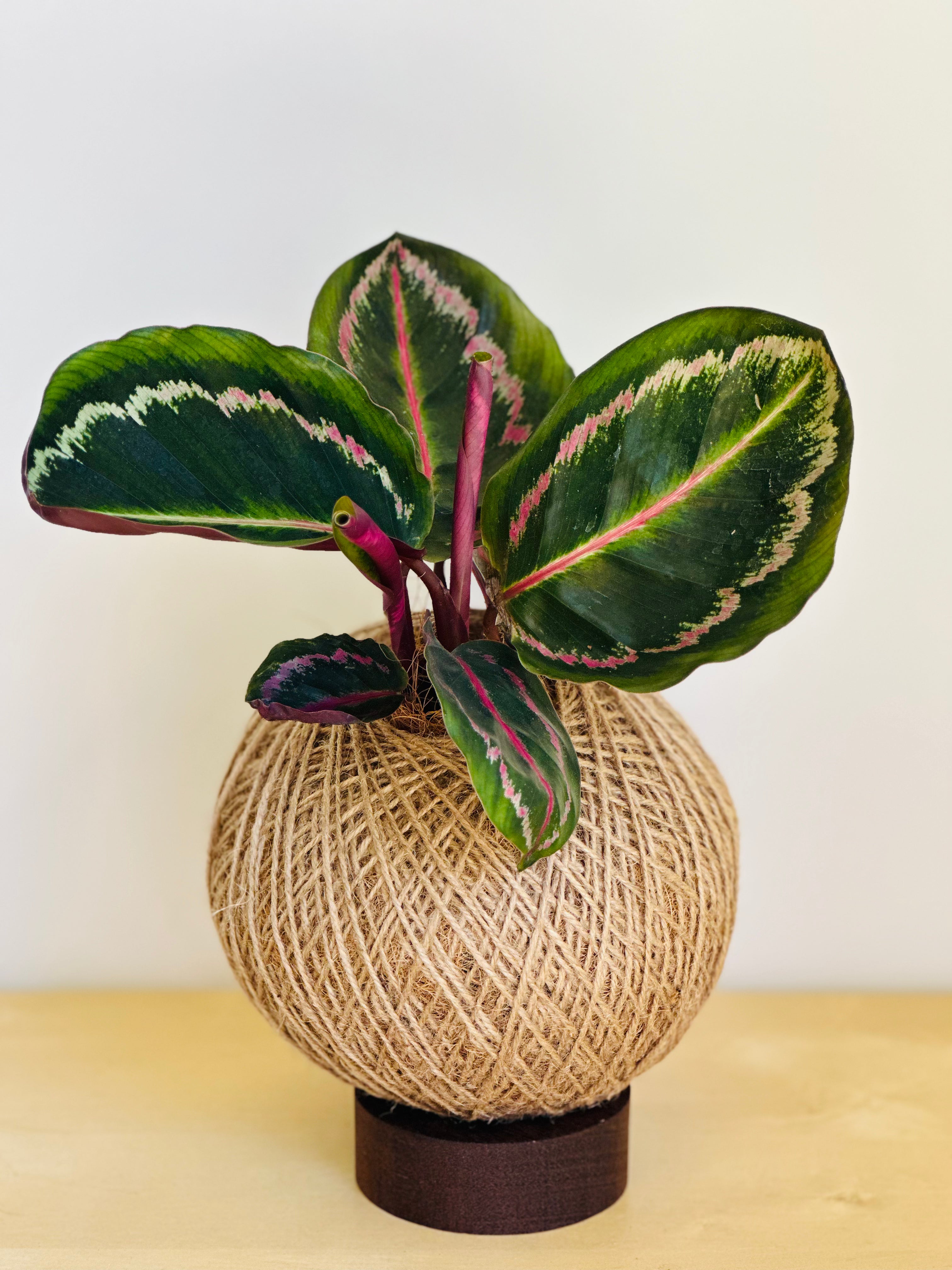 Calathea (Peacock Plant)