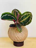 Load image into Gallery viewer, Calathea (Peacock Plant)
