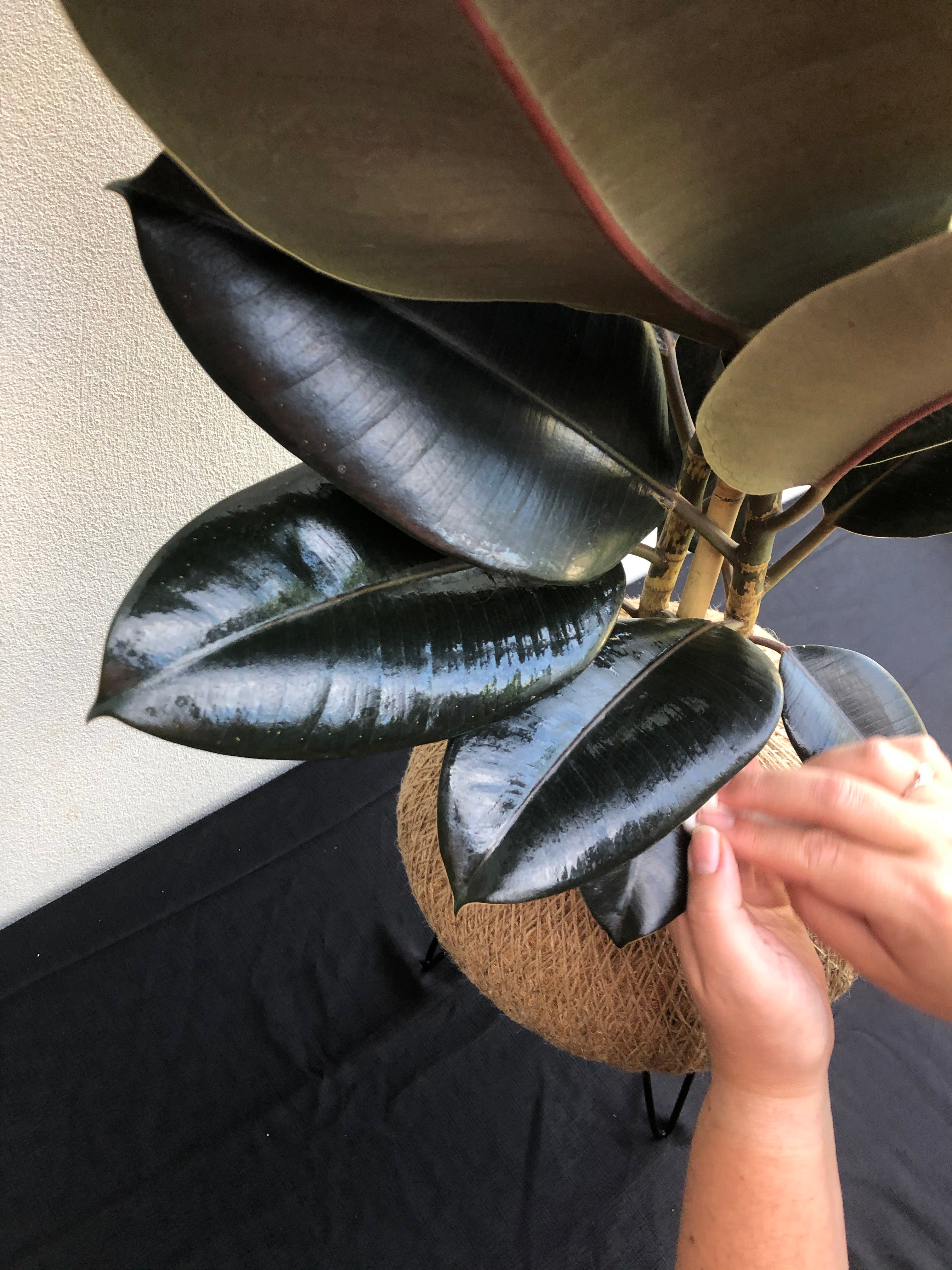 Ficus elastica “Burgundy” (Rubber plant)