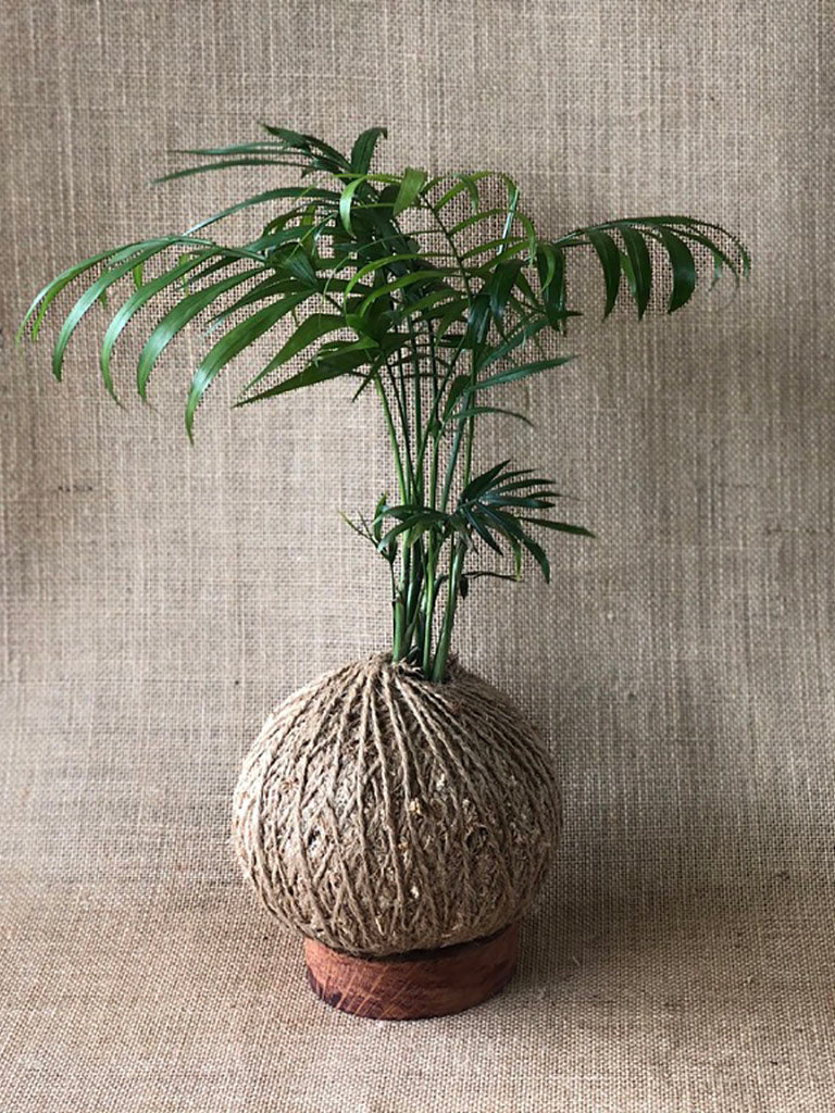 Parlour Palm (Chamaedorea elegans)