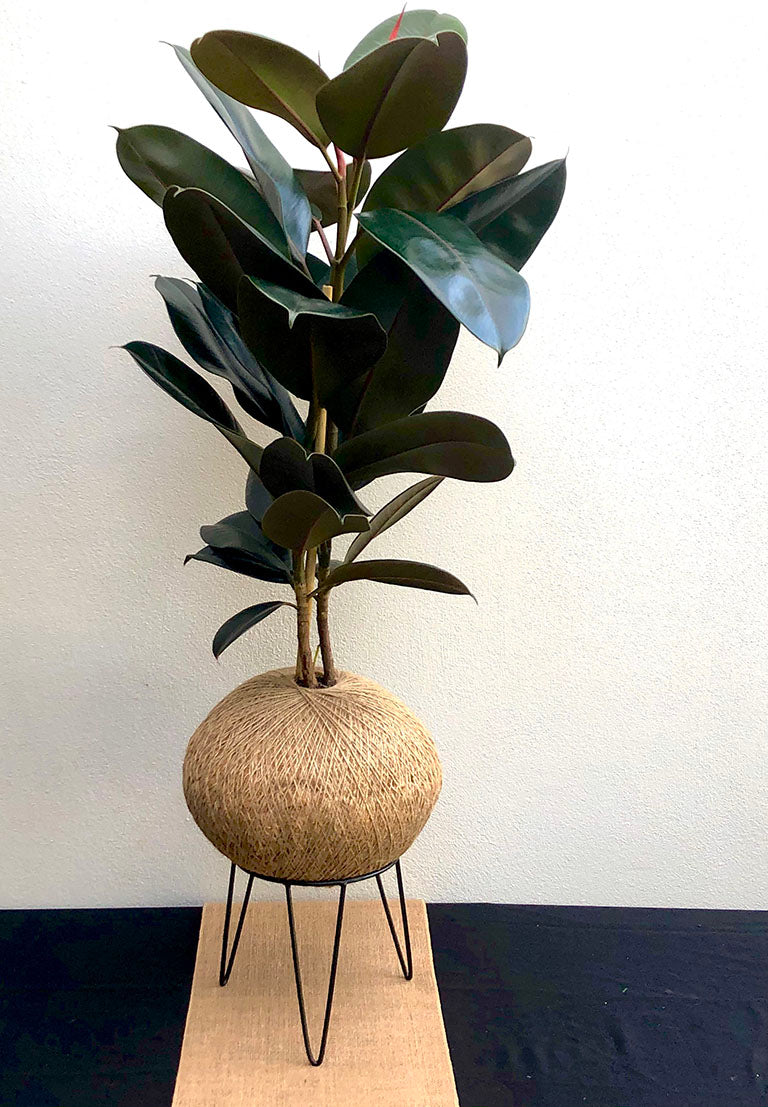 Ficus elastica “Burgundy” (Rubber plant)
