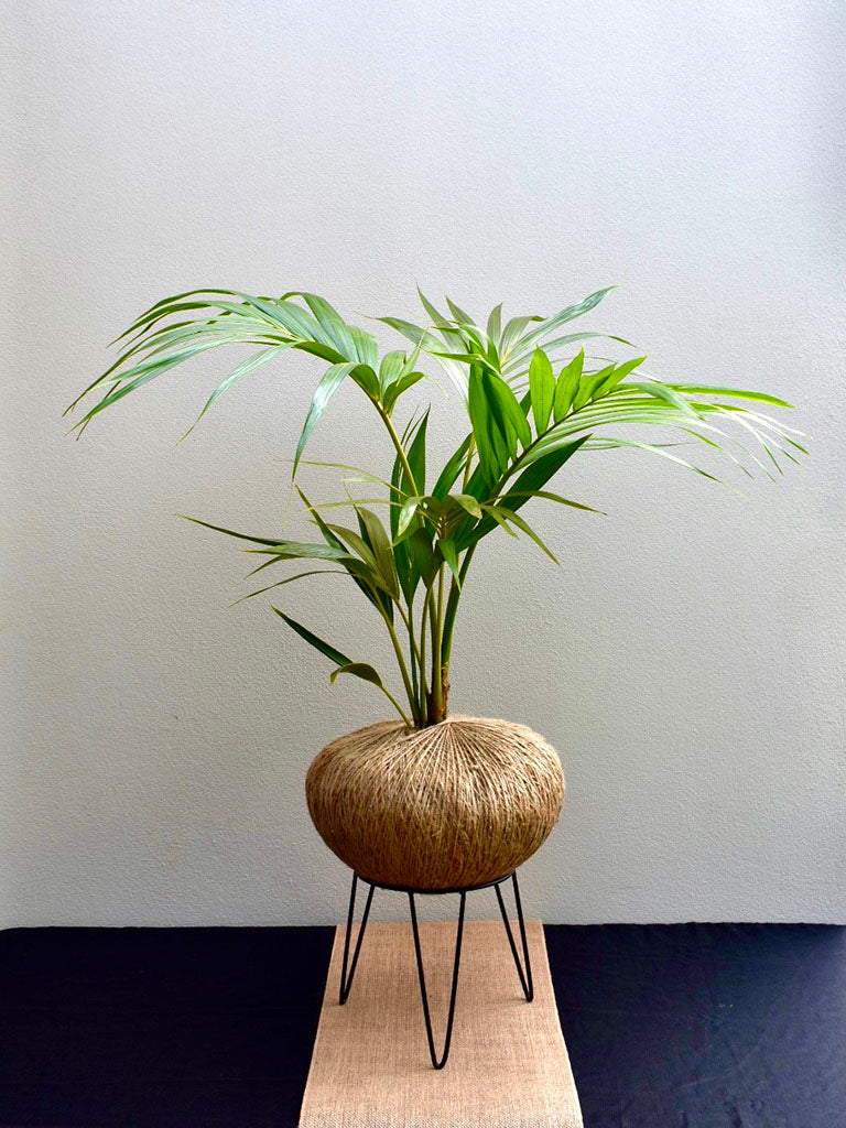 Howea forsteriana (Kentia Palm)