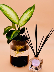 Dieffenbachia Watergarden & Reed Diffuser Gift Set