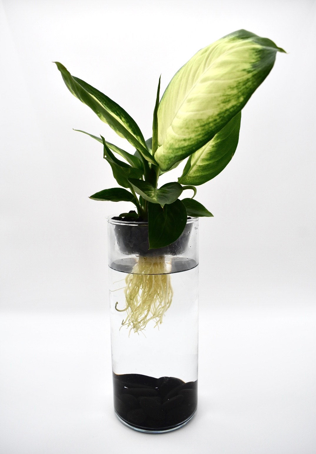 Dieffenbachia (Dumb cane)