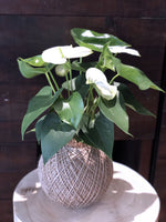 Load image into Gallery viewer, Flamingo Flower (Anthurium andreanum)
